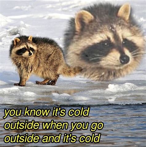 meme raccoon